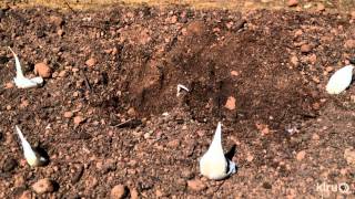 How to grow garlic  John Dromgoole  Central Texas Gardener [upl. by Ilenna581]