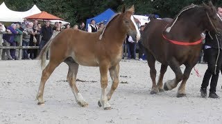 Le cheval Breton en concours National Lamballe 17 Septembre 2017 [upl. by Lou]