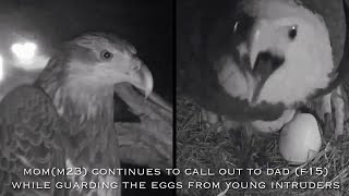 16🦅SWFL Eagle Nest／Nov172024／Southwest Florida Eagle Cam [upl. by Lac512]