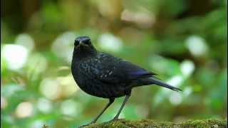 Blue WhistlingThrush  นกเอี้ยงถ้ำปากดำ [upl. by Ame717]