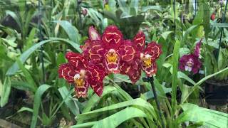 17 Oncidium Orchids and Oncidium Alliance Varieties  Clive Halls Mt Beenak Orchids [upl. by Hidie508]