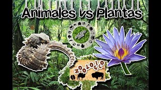 Diferencias entre animales y plantas El por que somos animales Zoológico virtual  ¿Sabias Qué [upl. by Ardnazxela]