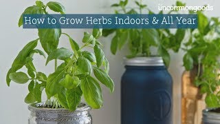 How to Grow Herbs Indoors amp All Year [upl. by Suhsoj997]