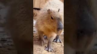 Capybara Hydrochoerus greater capybara lesser capybara Hydrochoerus isthmius [upl. by Lepp]