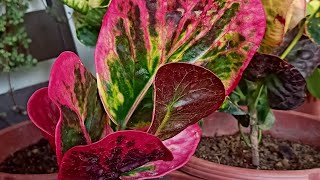 10 Types of Croton Codiaeum Variegatum Varieties With Names [upl. by Jonette]