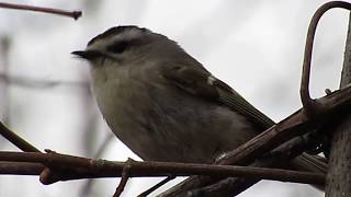 Goldencrowned Kinglet singing [upl. by Kedezihclem95]