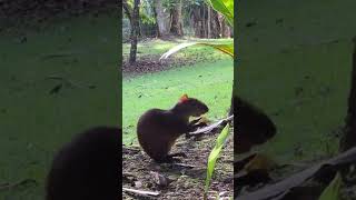 Cutie Agouti Eats Fruit in costarica [upl. by Yhtuv]