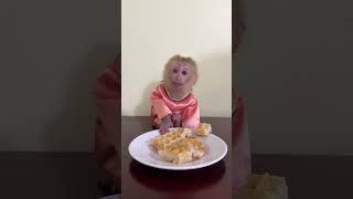 Special Food For Baby Monkey Max [upl. by Eddana984]