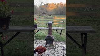 Feeding the birds and my rooster Big Red birdfeeding rooster horses evening [upl. by Remlap]