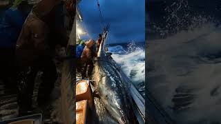 Giant Sea Monsters Caught by Fishermen 🐙🎣GiantSeaCreatures FishingDiscoveries OceanMysteries [upl. by Novar]