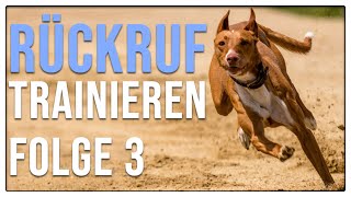 Hund hört perfekt  zuverlässiges Rückrufkommando aufbauen  Rückruftraining Teil 3 [upl. by Ynnaj]