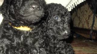 curly coated retriever puppies [upl. by O'Connor]