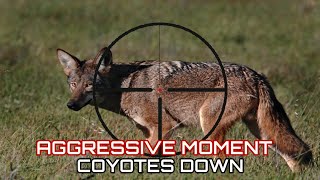 18 Kilss Agressive Moment Coyotes DownSummer [upl. by Surazal]