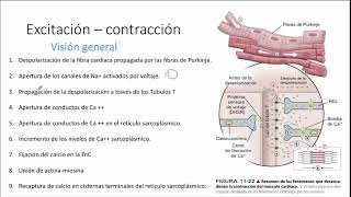 Electrofisiología Acoplamiento excitacióncontracciónrelajación del músculo cardiaco [upl. by Monte561]