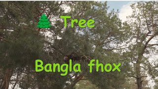 🌴 Tree  Bangla Fhox 4K1 [upl. by Eillehs909]