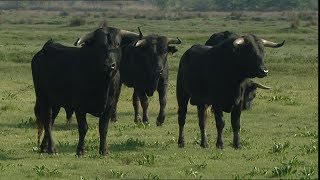 Les Taureaux de la Camargue [upl. by Klenk]