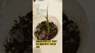 Ginger root She is 48wks I’m going to transfer pot gingerroot growurownfoodcancersurvivor [upl. by Gone693]