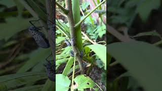 Lantern flies on Ailanthus altissima in Chappaqua New York [upl. by Adorne]