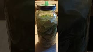 Fermenting cabbage into Sauerkraut [upl. by Gunas]