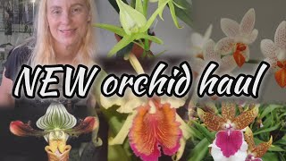 NEW Orchid haul from Wichmann orchideen in Germany Unboxing video [upl. by Nabala569]