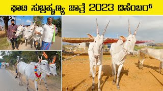 Ghati Subrahmanya cattle fair 2023 December  4K video [upl. by Barnie]