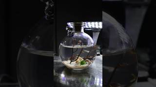 All in one enclosed shrimp ecosystemPURCHASE LINK IN BIO shrimp shrimptank ecosystem aqualab [upl. by Eiramlatsyrk606]