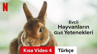 Evcil Hayvanların Gizli Yetenekleri Sezon 1 Kısa Video 4  Türkçe fragman  Netflix [upl. by Adli187]