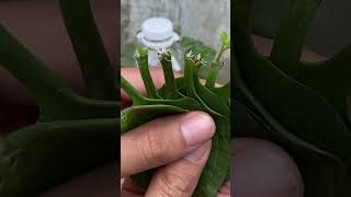 How to grow Kalanchoe pinnata leaves in plastic bottles [upl. by Ebsen]