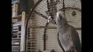 Funny Parrot Curses out Owner Fat Bas ard [upl. by Itch366]