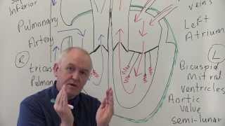 Cardiovascular System 1 Heart Structure and Function [upl. by Byram]