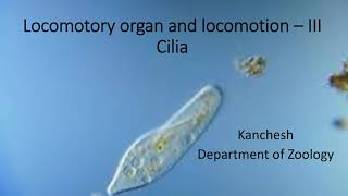 9Locomotory organ and locomotion in protozoa Cilia [upl. by Eurd]