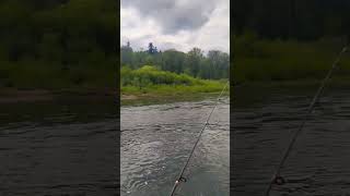 CHEHALIS RIVER FISHING 🎣 [upl. by Anahpos]