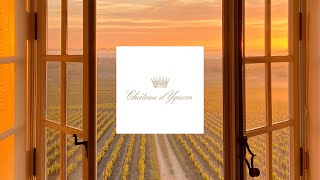 A new dawn  Château d’Yquem 2019 [upl. by Caesaria]