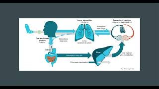 Mechanism of Action and Pharmacokinetics of Albuterol [upl. by Aracal]