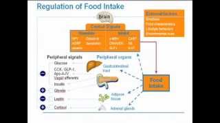 Strategies for Obesity Management [upl. by Marget586]