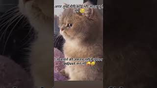 funny cat love calendaring calendar funnymemes cat sortvideo lovelygirl [upl. by Enirehtacyram303]