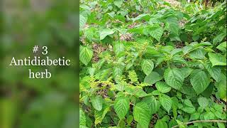 11 Medicinal and Health benefits of indian woodnettle Laportea aestuans bonhon ofuefue [upl. by Eelrak]