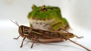 Frog finds a giant grasshopper [upl. by Lilian]