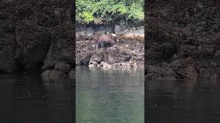 Brown Bear Walking Along the Water Baranof Island Sitka Alaska [upl. by Rashida267]