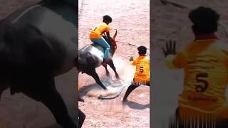 jallikattu vadamanjuvirattu bull 2024 shorts love verithanam horseracing sports [upl. by Ecile]