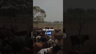 Larguece Pal Carrizo musica llanera joropoparaelmundo lomejordelllano [upl. by Ainesell]