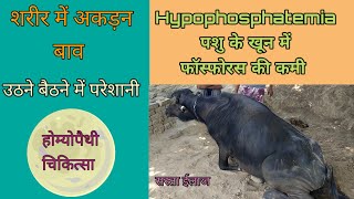 Hypophosphatemia in buffalo पशु में फास्फोरस की कमी के लक्षण और उपचार deficiency of phosphorus [upl. by Leiria259]