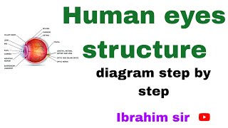 Human eyes structure diagram step by step lHuman eye structure easy [upl. by Anerda543]