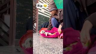 Chunnu chala gaya 😢rip death labrador labradorretreiver puppy trending pets viralvideo [upl. by Llerrot]