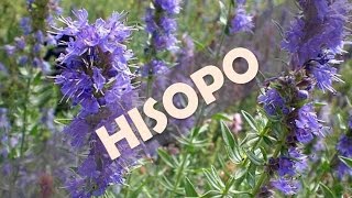 ☞ Hisopo  beneficios y propiedades de esta planta para la salud del cuerpo [upl. by Gregorio]