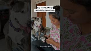 Dog Dad meets his Puppy first time puppy puppyvideos doglife [upl. by Morgun]