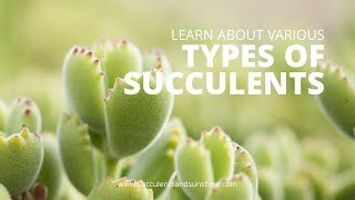 Types of Succulents  Cold Hardy and Soft Succulents [upl. by Teeter]