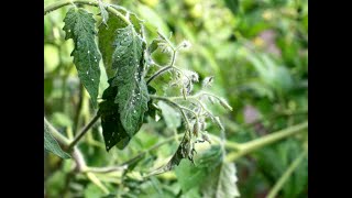 Identifying and Treating Tomato Plant Pests tomatoes pest tomatoes whiteflies [upl. by Aknahs]