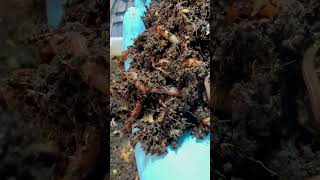 Red Wigglers Eisenia fetida mating and eating in Living Soil [upl. by Mmada859]