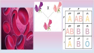 Complex Inheritance Patterns  Mrs Biology [upl. by Forrer216]